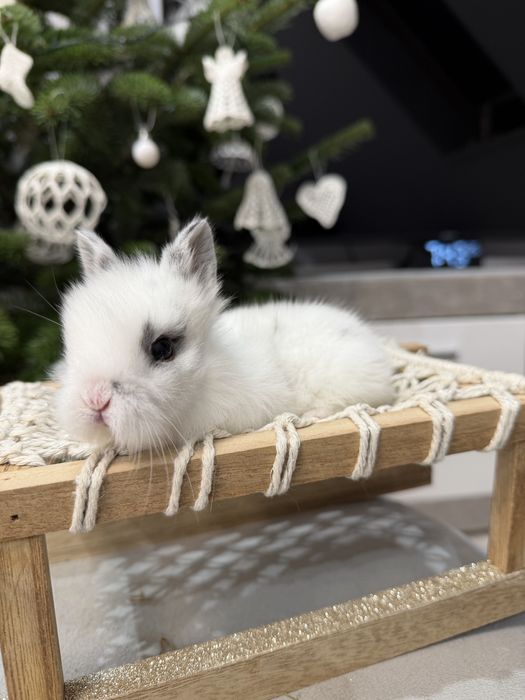 królik karzełek do rezerwacji