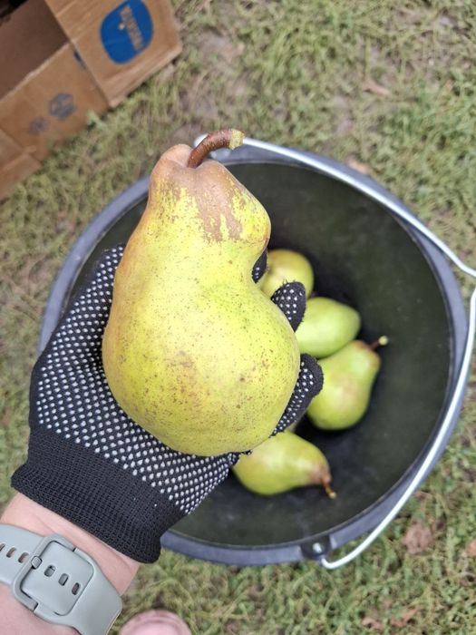 Продам груші сорту Яблунівська.