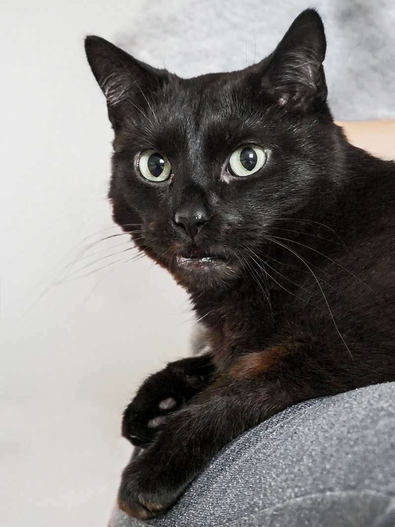 Wiktor uroczy czarny koteł!