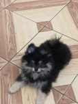 Szpic miniaturowy pomeranian chlopak