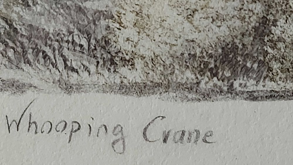 Sholeh Regna – monotyp „Whooping Crane”, 1999