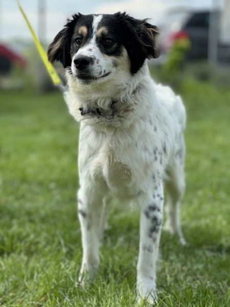Kosmo do adopcji!