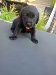 Labrador retriever sunia