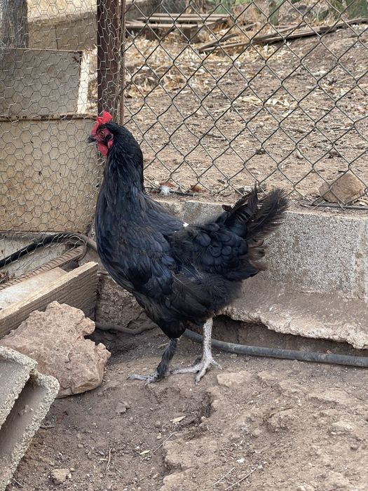 Galinhas marans adultas