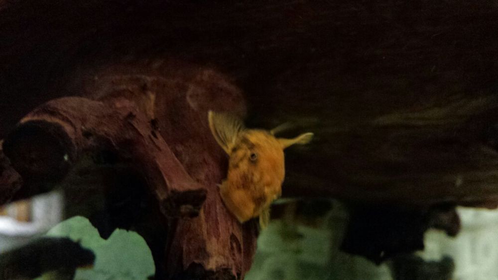 Ancistrus Sp. CALICO tzw LDA 16 zbrojnik glonojad