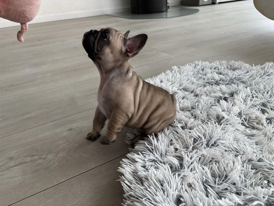 Buldog Francuski ZKwP FCI