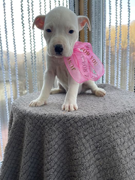 Американський стаффордширський терєр (амстафф)