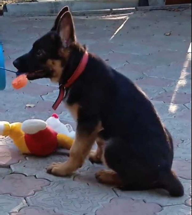 Щенки из питомника