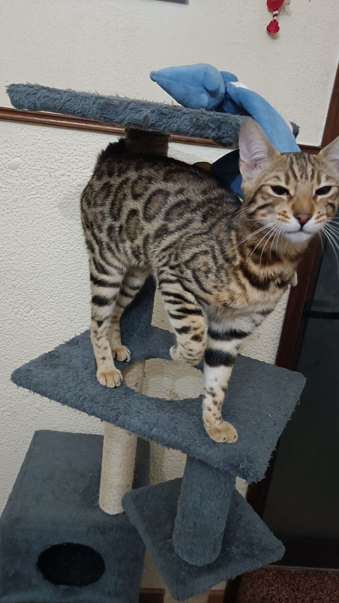 Gato bengala Brown spotted