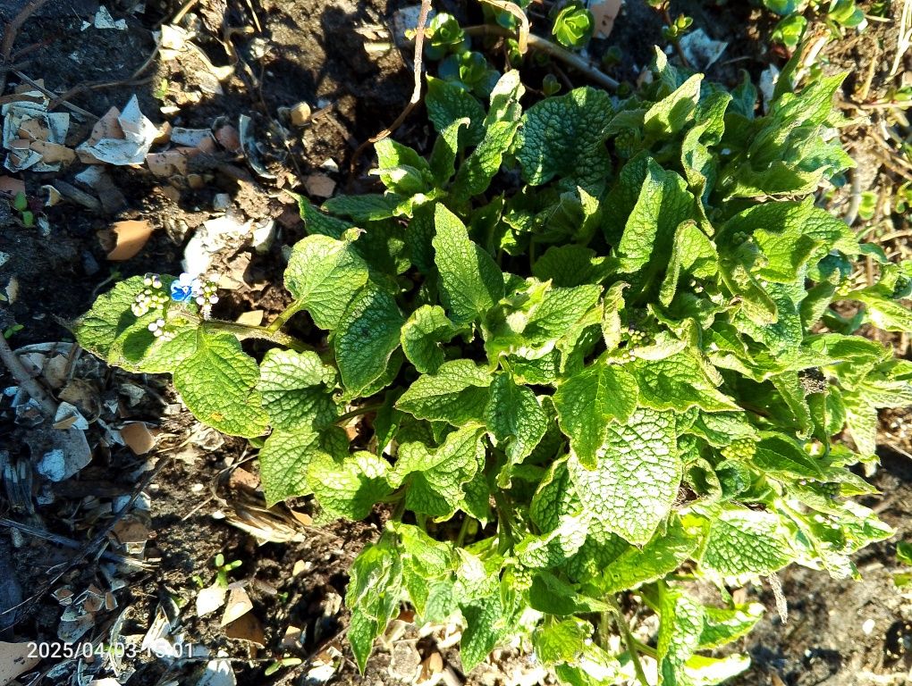 Brunera wielkolistna duża sadzonka