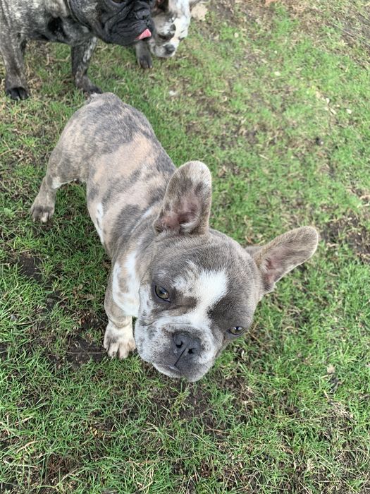 Чудові французики