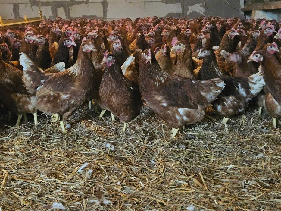 KURKI nioski Tetra brązowa  dowóz gratis