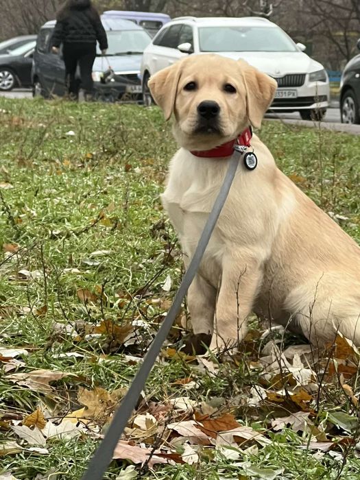 Лабрадор- ретривер