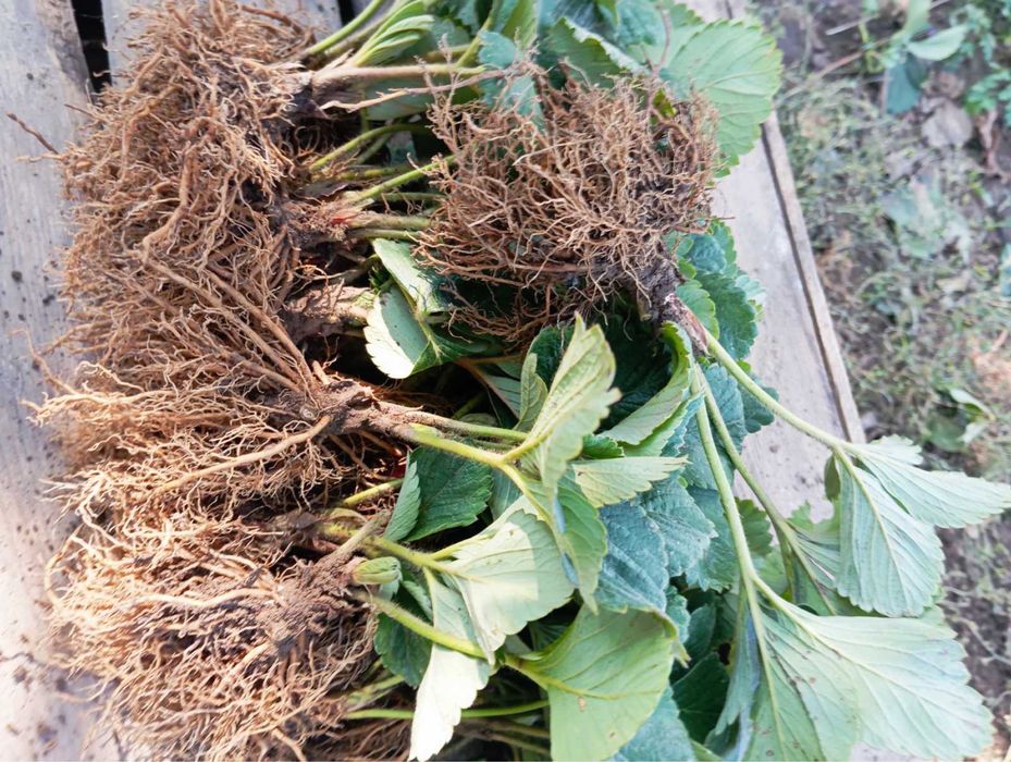 Продам саджанці полуниці свіжо-копана