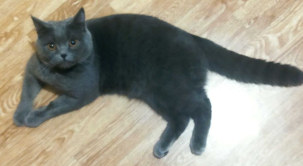 Вязка Британских котов