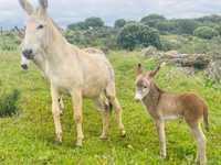 Burros e burras castanhos brancos e cinzas