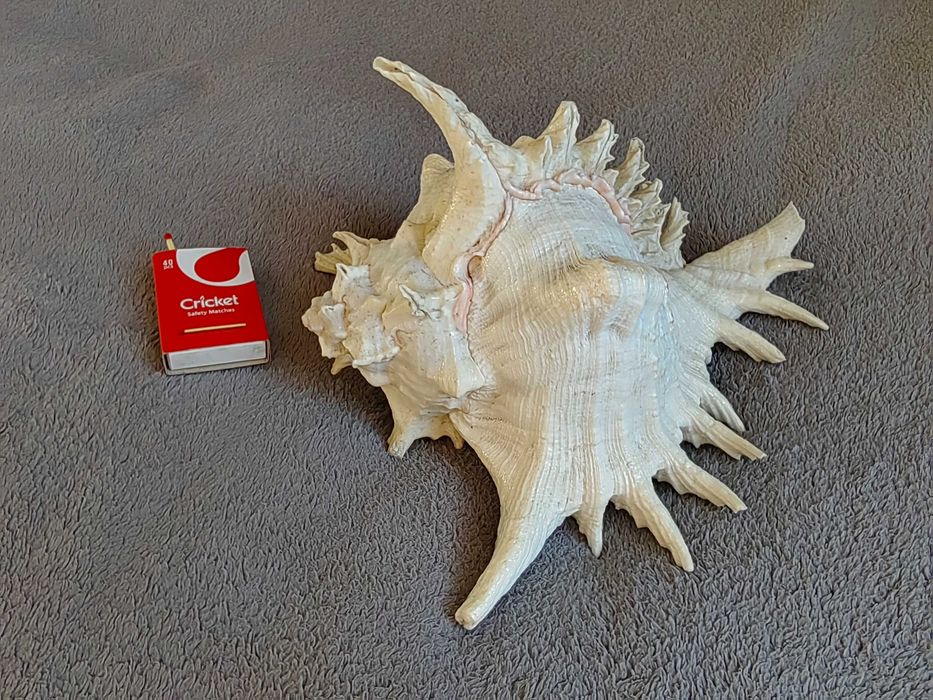 Duża muszla morska dekoracyjna Murex (Chicoreus ramosus) +GRATISY