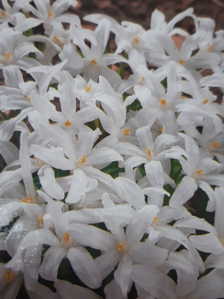 Ірис Голландія, Тигридія та хінодокса-неймовірно красиві квіти