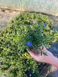 Lithodora Diffusa
