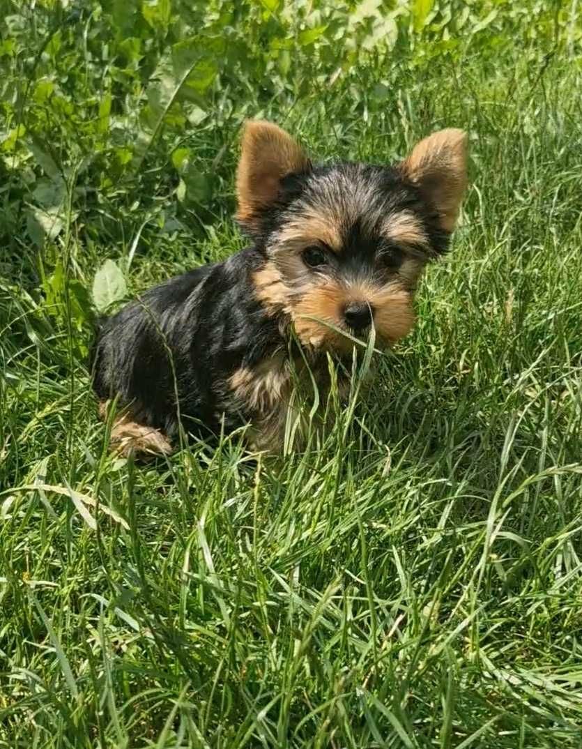York pies Yorkshire Terrier stalowo złoty Reksio Zarezerwowany