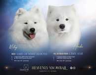 Samoyed samczyk ZKwP FCI