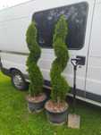 Krzewy ozdobne, bonsai, tuja Szmaragd formowana na spiralę 150 cm