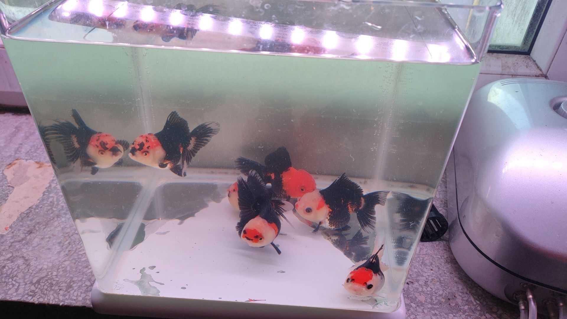 Oranda Ranchu grS sklep zoologiczny Pirania Olsztyn wysyłka