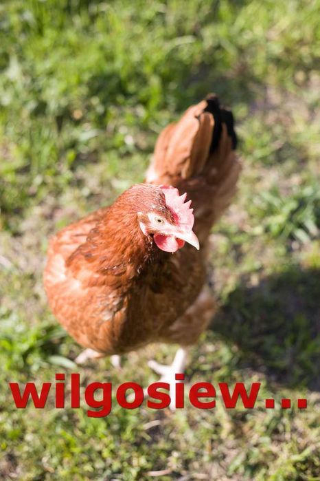 Kury Kokoszki Nioski
