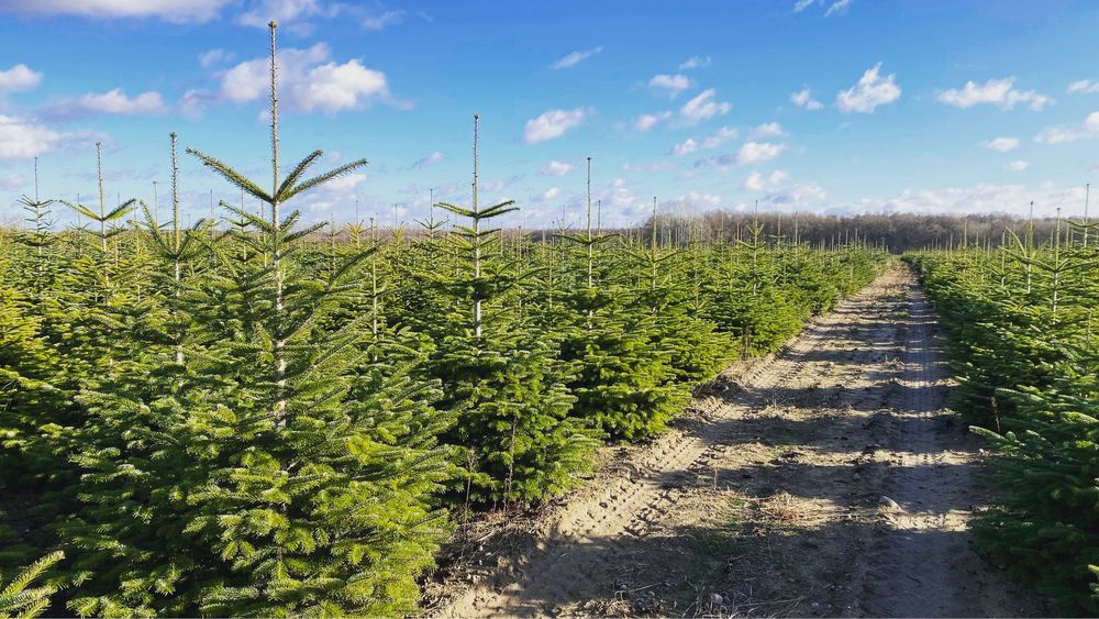 Jodła kaukaska choinki oferta hurtowa 250-300 cm