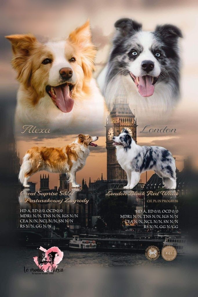 Szczenię Border Collie  Molieré Le Monde d'Alexa