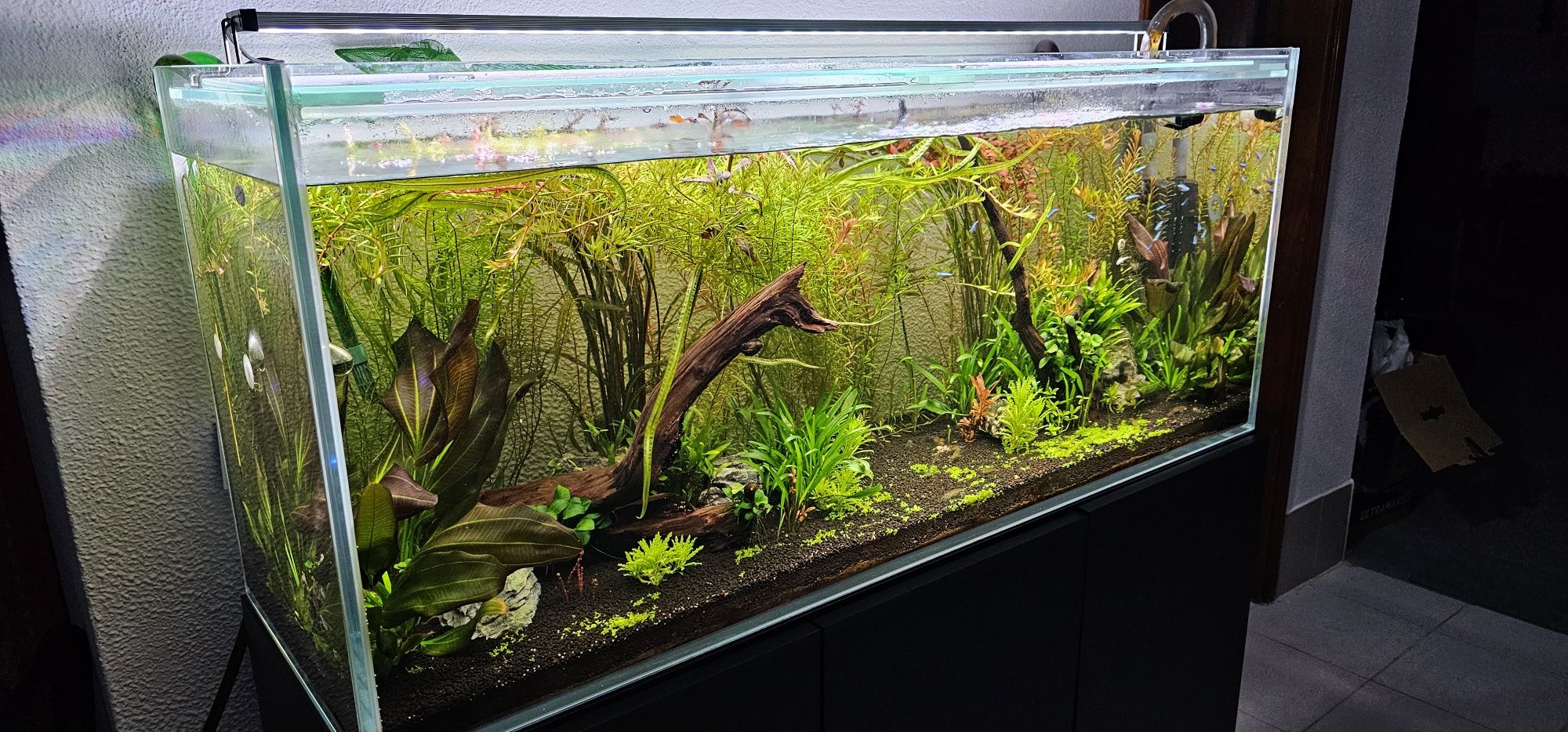 Aquário plantado completo com móvel