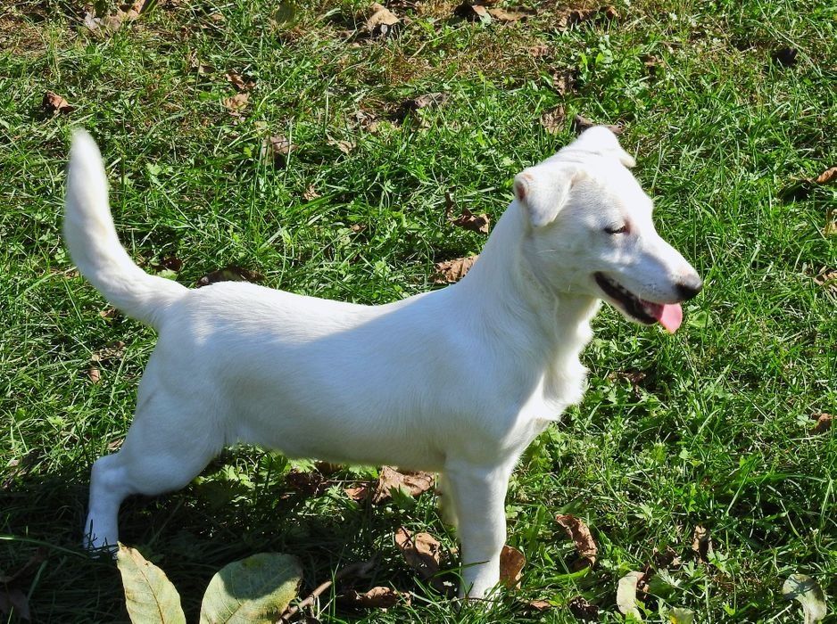 Śliczny piesek Jack Russell Terrier