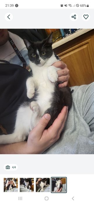 Kotek szuka domu, pilnie. Kot słodziak samiec