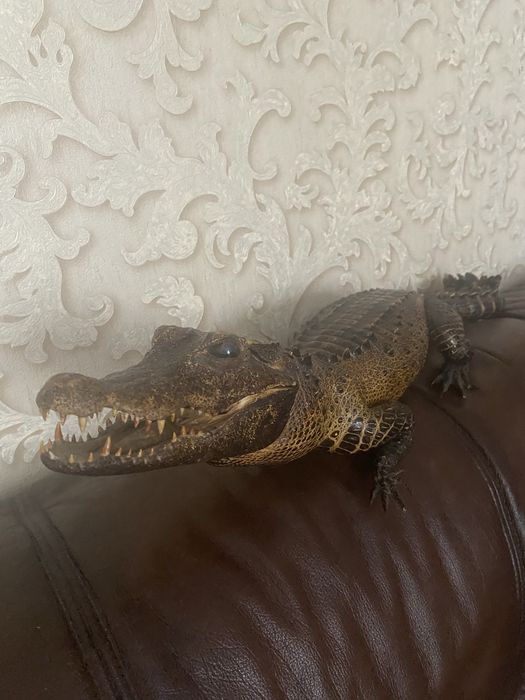 Продам чучело крокодила кайман