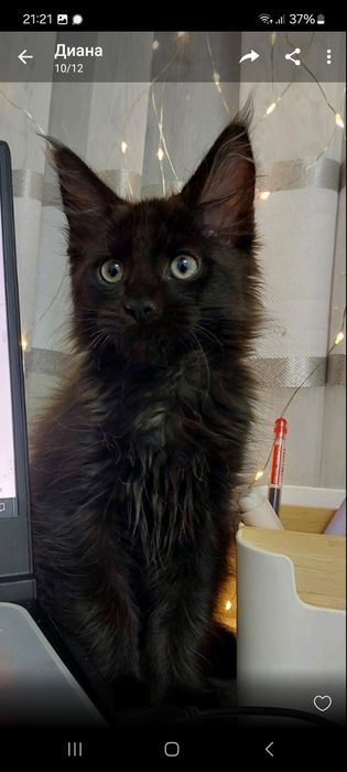 Котик мейн кун різного кольору