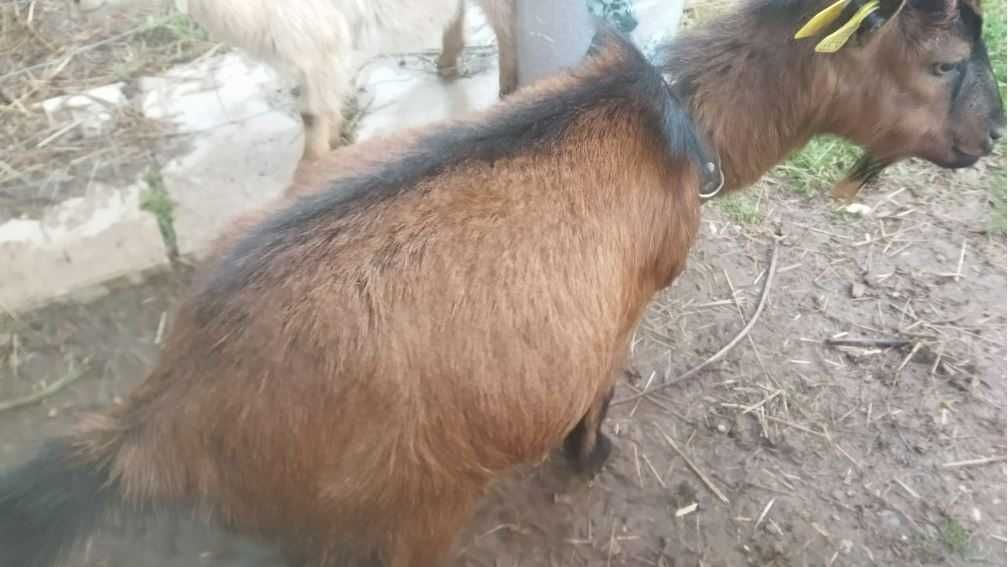 Vendo 2 cabras anãs e um filho