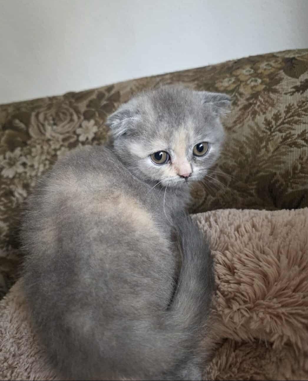 Scottish Fold Fêmea