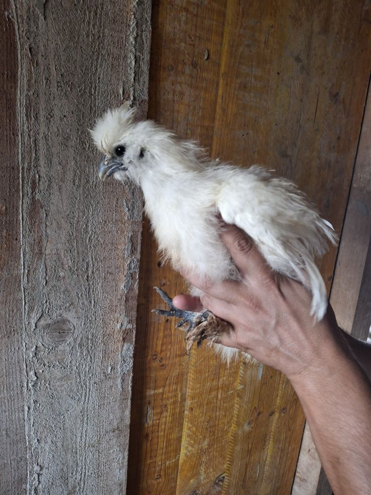 Pintos sedosa 3/4 meses