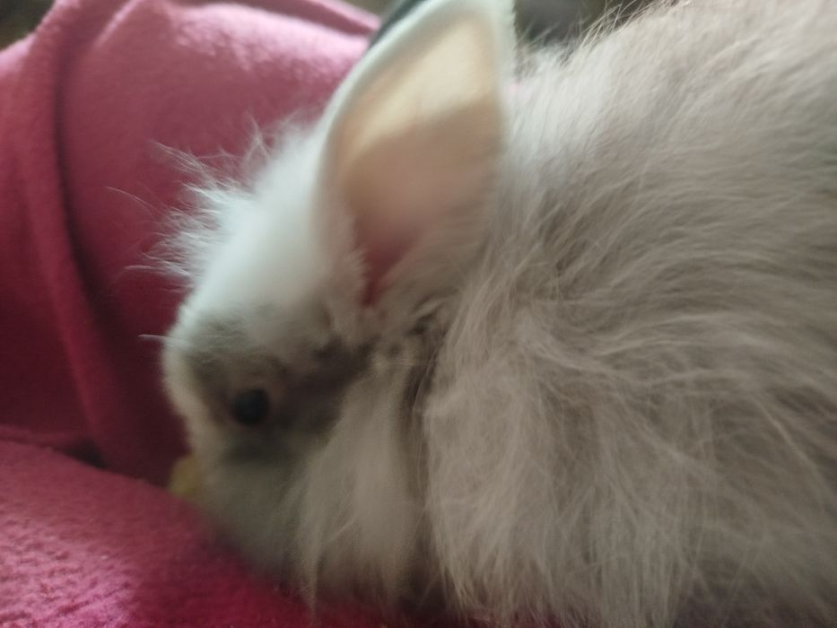 Miniatury króliczków angora i karzełek Tedy