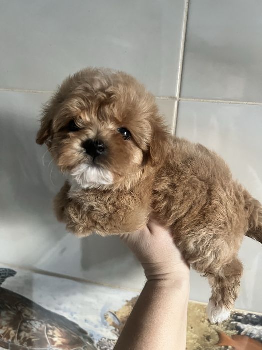 Той пудель кобель приглашает дам