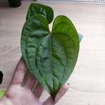 Anturium magnificum x gloriosum