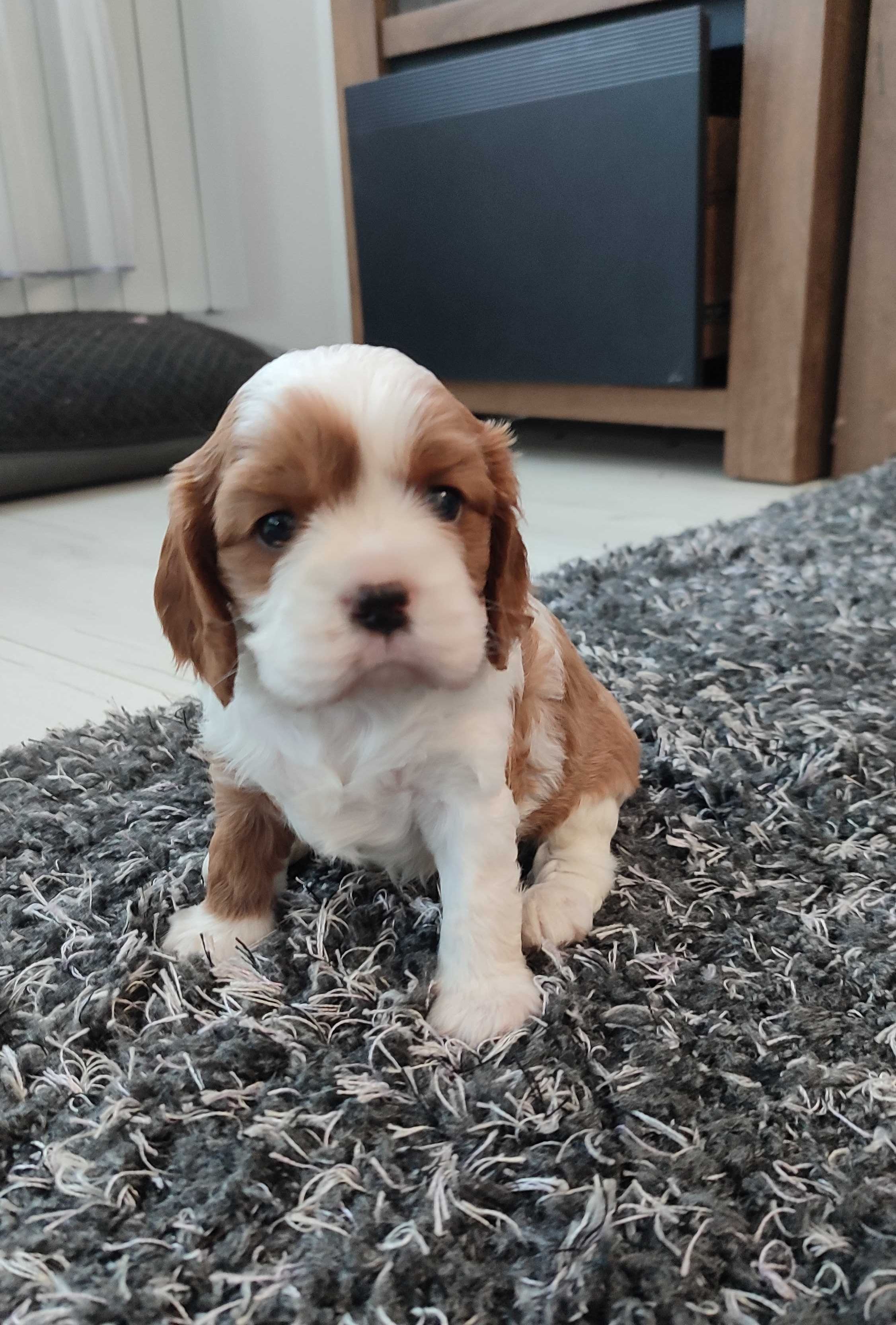 Piesek Cavalier King Charles Spaniel