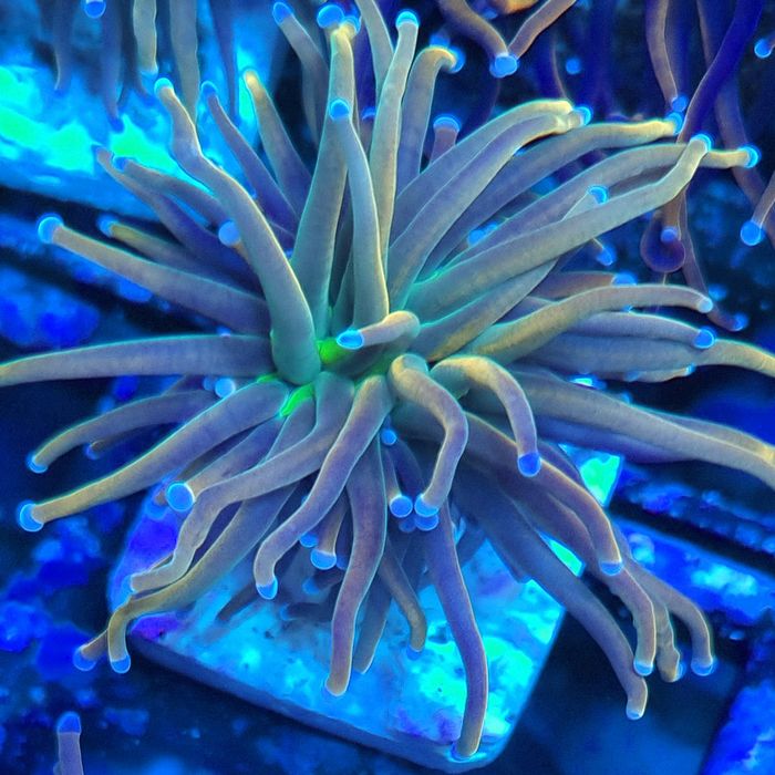 Corais Euphyllia Holy Grail / Holograma / Gold - aquario agua salgada