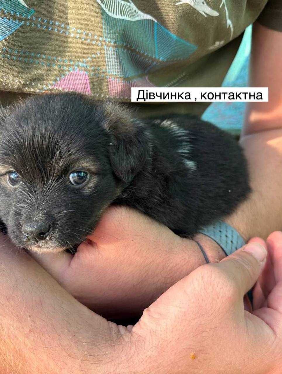 Врятуйте щенят, заберіть у дім