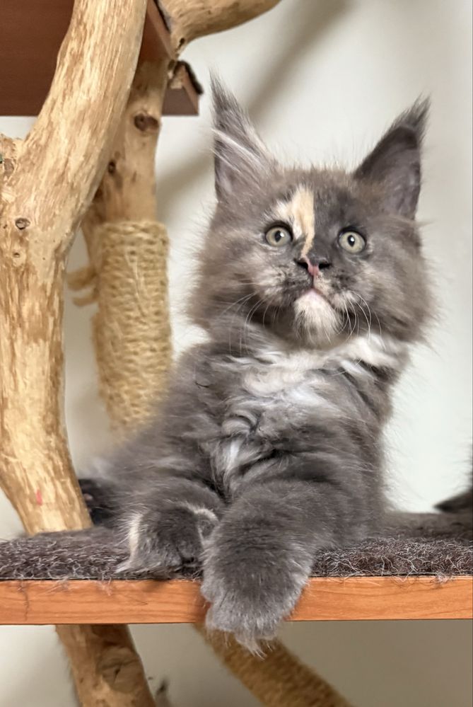 Gatinha Maine Coon com LOP
