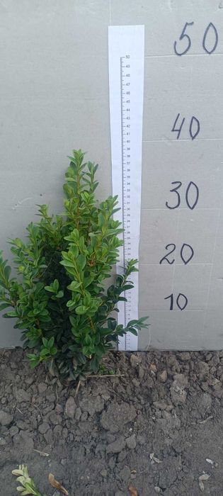 самшит, є різні розміри