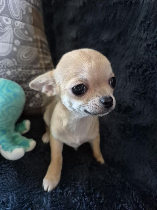 Chihuahua suczka krótkowłosa  ZKwP FCI