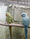 casal de ring necks prontos a criar..