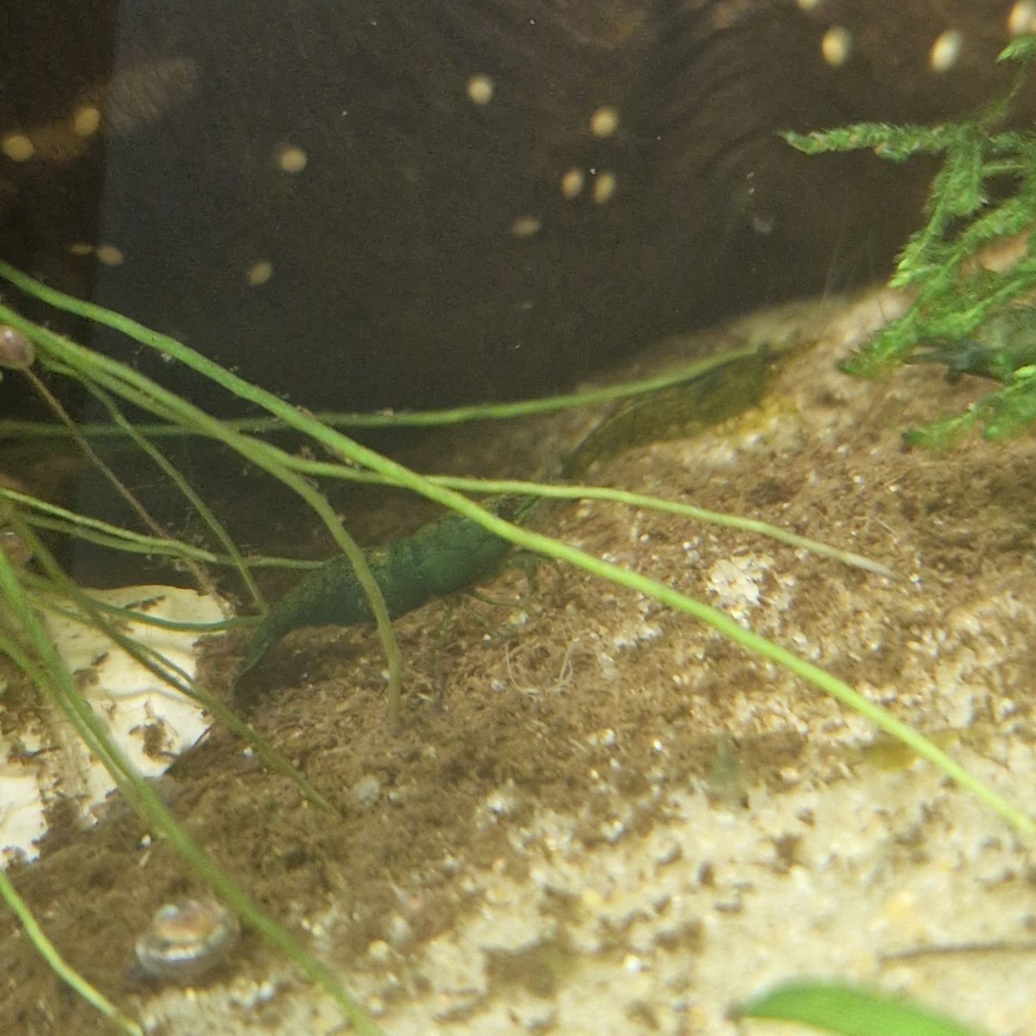 Camarão Neocaridina green