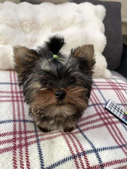 Чистопородні дівчата йоркширського терєра